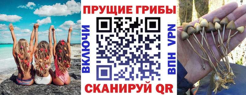 Галлюциногенные грибы Cubensis  наркотики  Луга 